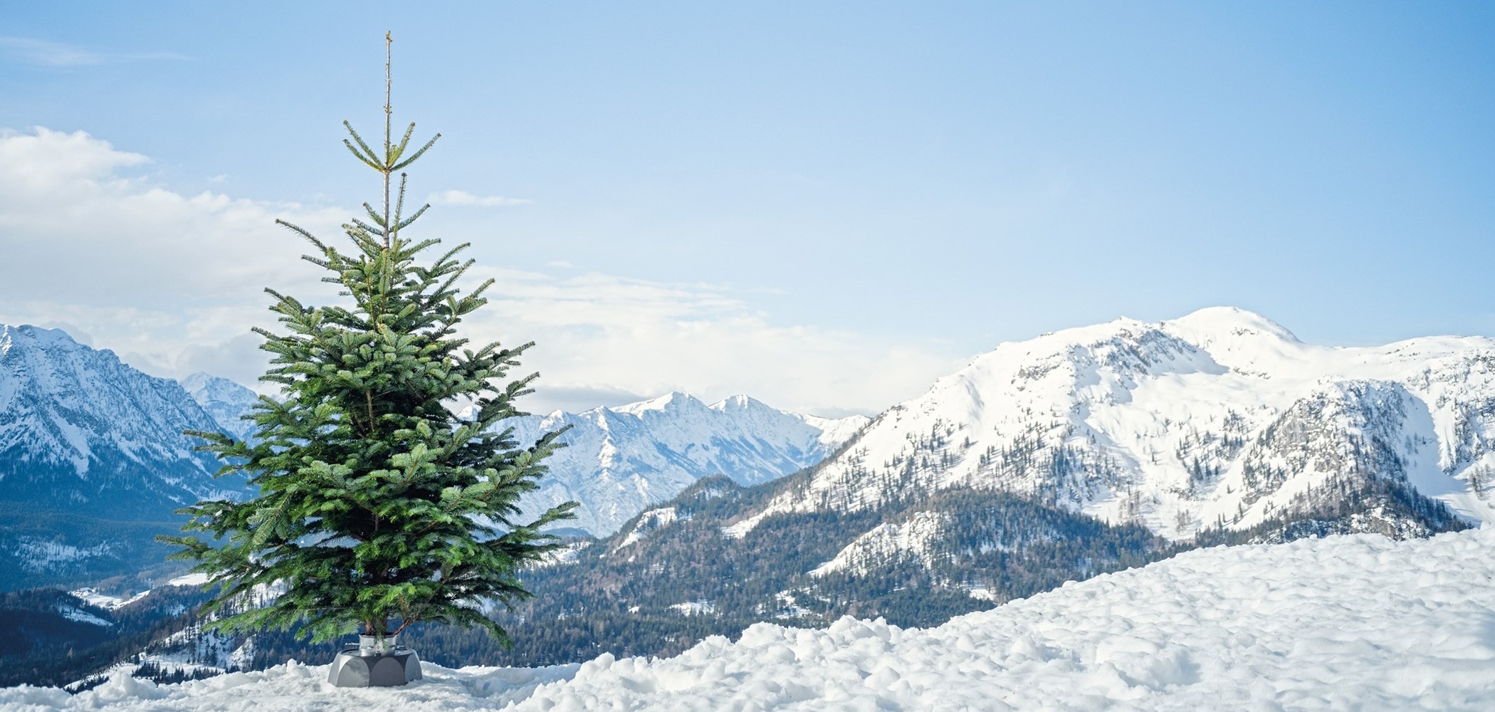 Smart Christmas Tree Stand